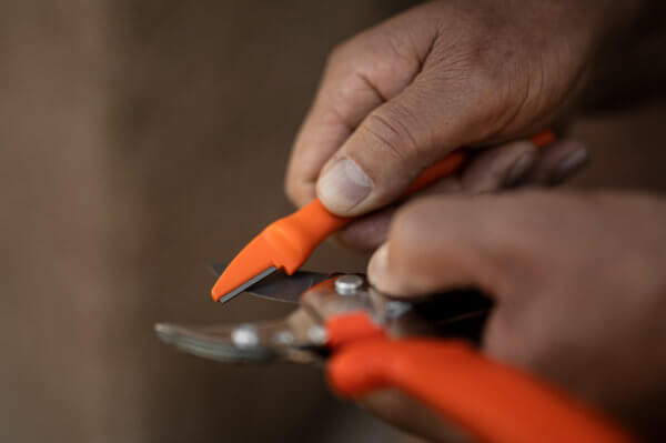 AFFILALAME LOWE ART 0022