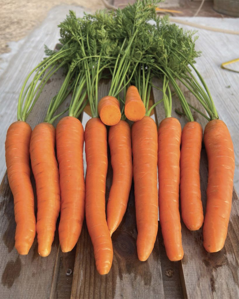 CAROTA LADY F1 - LINEA IBRIDI