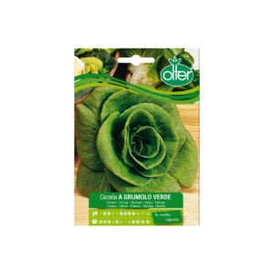 CICORIA A GRUMOLO VERDE - BUSTINA