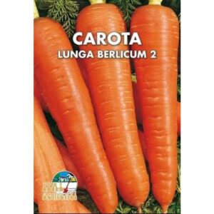 CAROTA BERLICUM 2 - BUSTINA