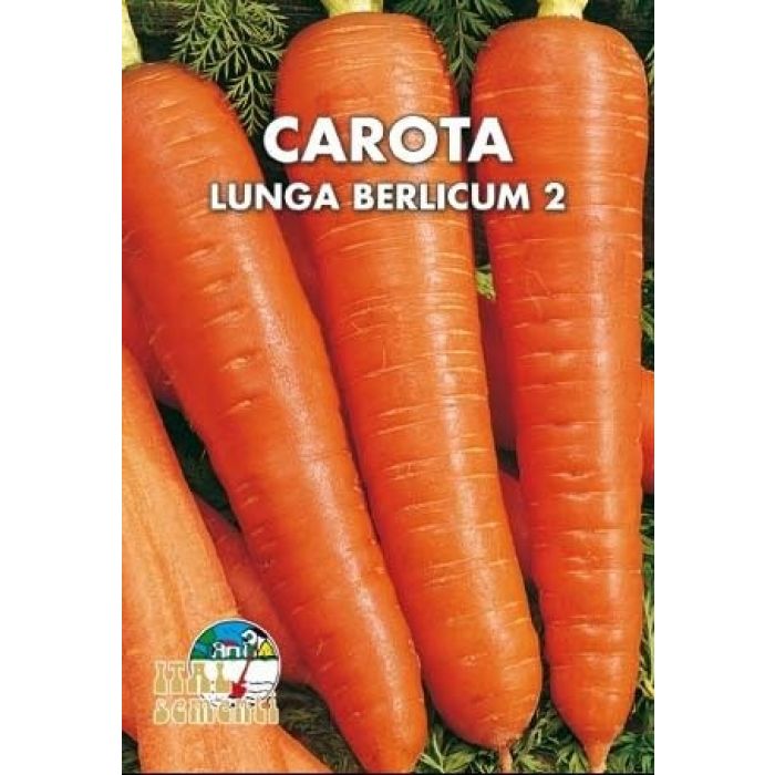 CAROTA BERLICUM 2 - BUSTINA