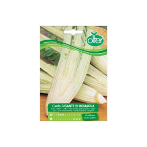 CARDO GIGANTE DI ROMAGNA - BUSTINA