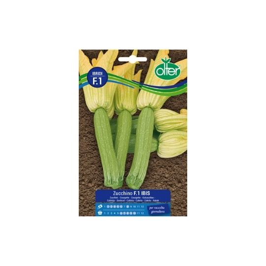 ZUCCHINO IBIS F1 - LINEA IBRIDI